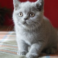 Британски котета, снимка 1 - Британска късокосместа - 10443215