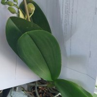 орхидея, снимка 3 - Стайни растения - 44499040