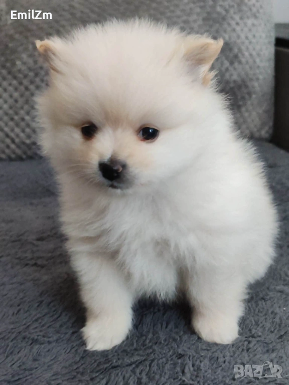 Продавам померан - момче., снимка 1
