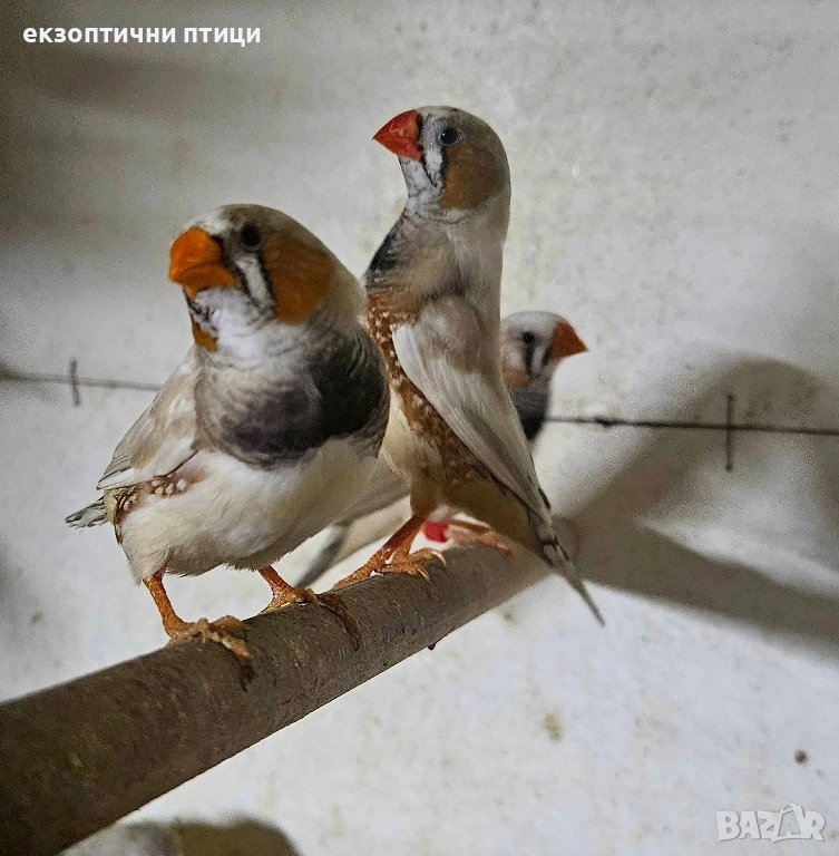 продавам зеброви Амадини , снимка 1