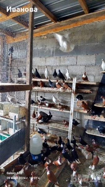 Гълъби декорация и д-р, снимка 1