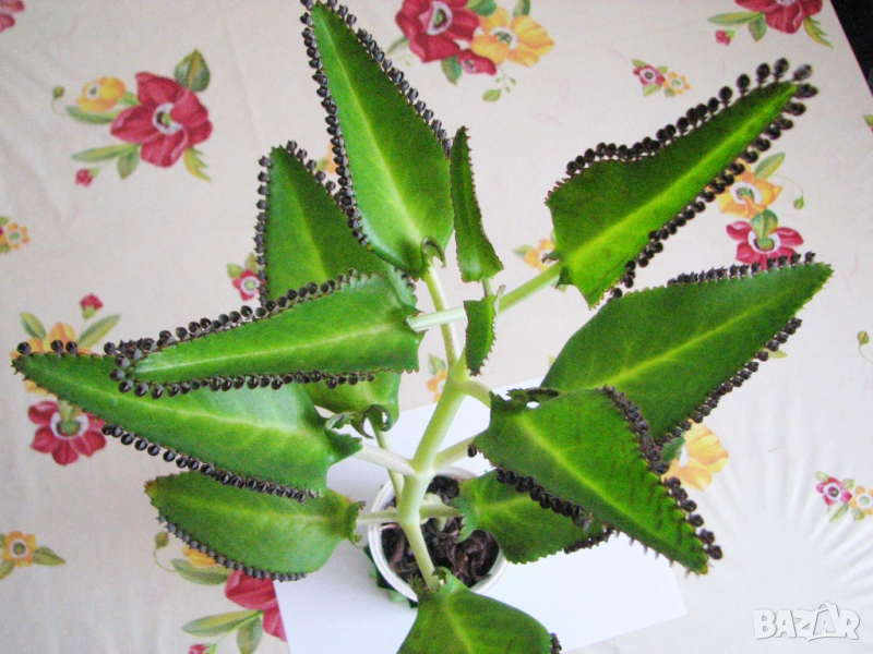 Лечебно каланхое 2-3 годишни растения + подарък цвете или билки, снимка 1