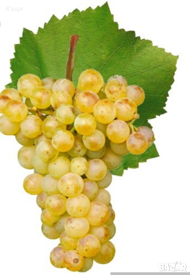 Пръчки от Врачански мискет. , снимка 1