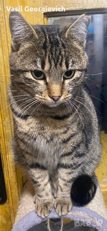 . Търси дом. Sweet boy looking for forewer home, снимка 1