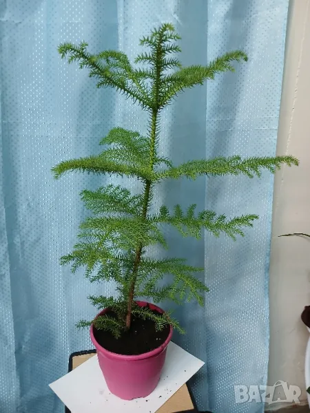 Стайна ела 75см., снимка 1