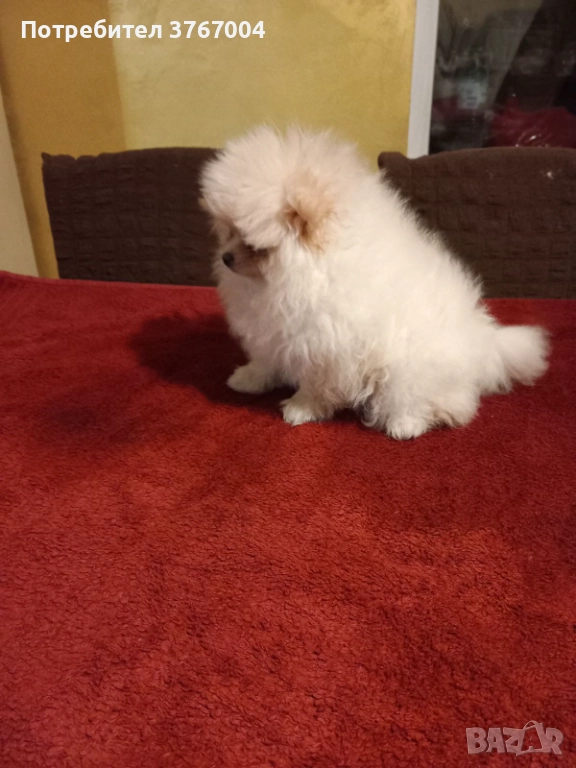 Померан промоция, снимка 1