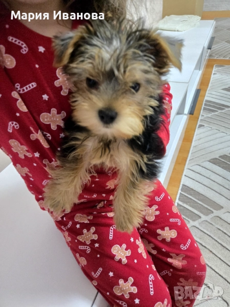 Мини Йорк , снимка 1