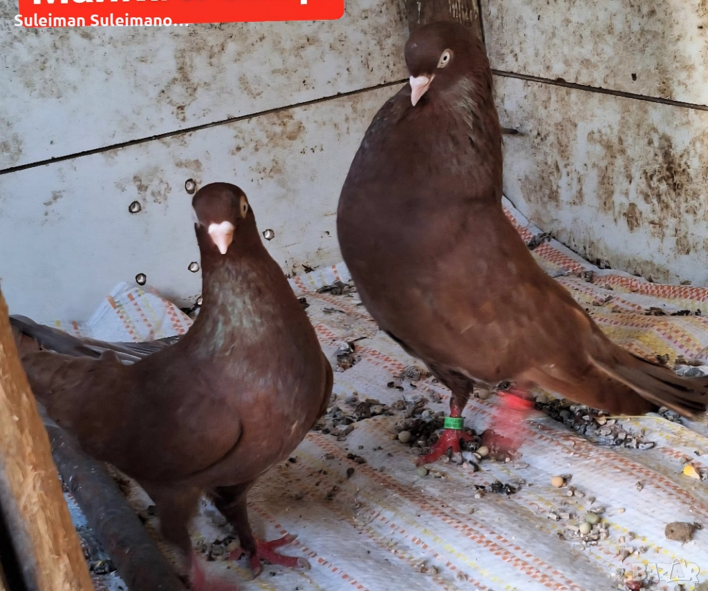 Продавам 2 двойки въртящи и подарък едно младо тяхно 60 лв , снимка 1