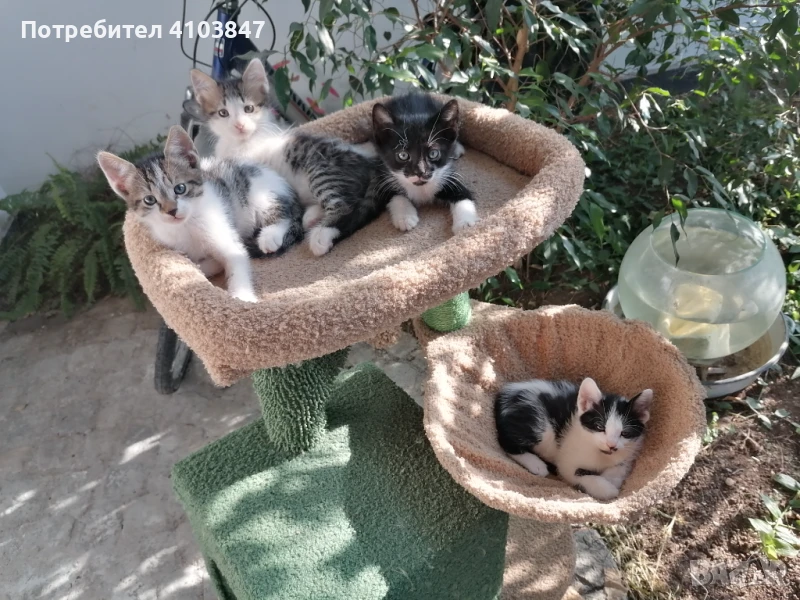 Подаряваме котенца, снимка 1