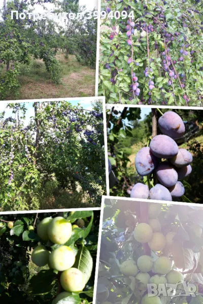 Продава овощна градина, снимка 1