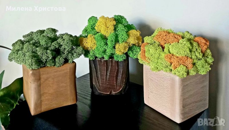 Кашпи със скандинавски мъх , снимка 1