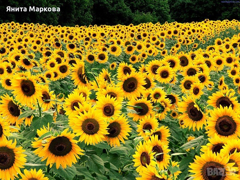 Купувам ЗЕМЕДЕЛСКА ЗЕМЯ всички землища в Община Елхово, снимка 1