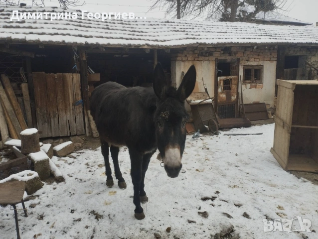 Продавам магаре