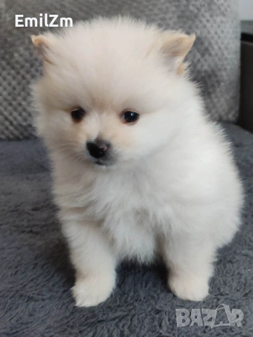 Продавам померан - момче.