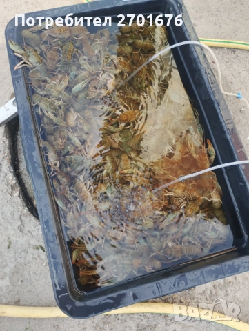 Продавам живи езерни раци , снимка 2 - Други животни - 52494038