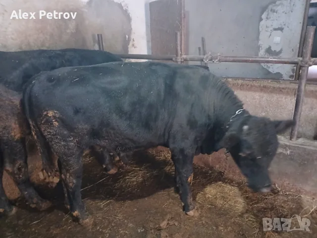 свободни телета 