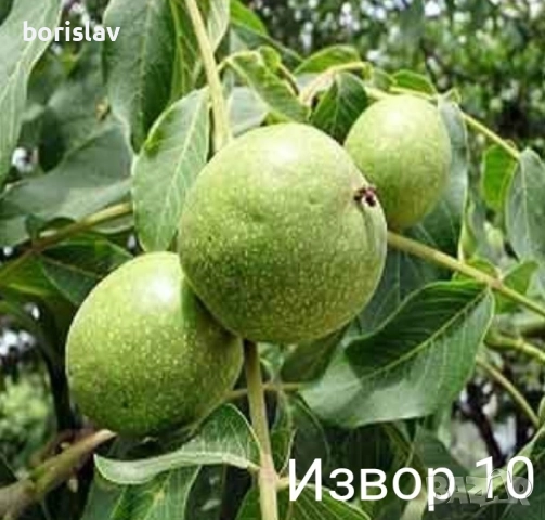 Орехи сортове Чандлър, Шейново и Извор 10, снимка 8 - Разсади - 42417976