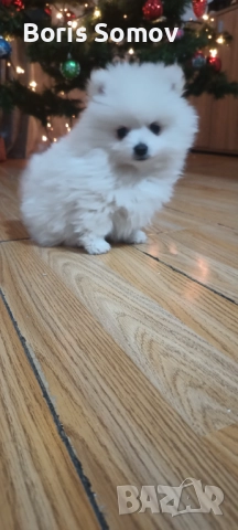 Куче, снимка 4 - Шпиц - 52702999