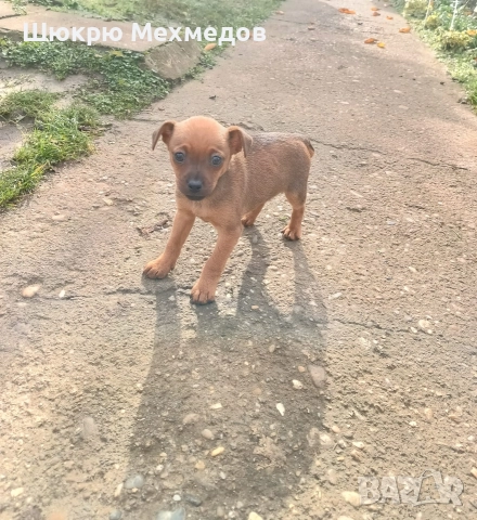 Мъжко пинчер , снимка 2 - Пинчер - 52649997