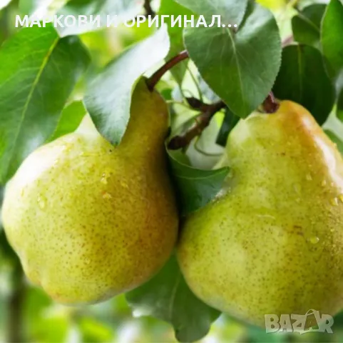 Ново! Yodeyma AMIRA 50мл. Дамски парфюм!, снимка 8 - Дамски парфюми - 48940215