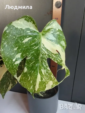 Monstera Thai Constellation /Монстера Тай Констеллейшъ, снимка 2 - Стайни растения - 55930077