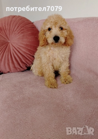 Мини пудел , снимка 1