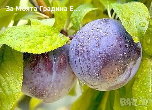 Слива - Анджелино, снимка 4 - Градински цветя и растения - 52529954