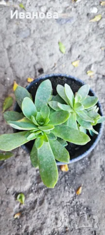 Седум Палмери, снимка 4 - Градински цветя и растения - 47681521