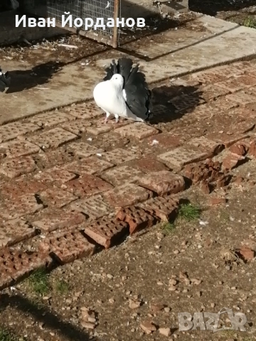 Гълъби Фенерлий, снимка 6 - Гълъби - 52275322