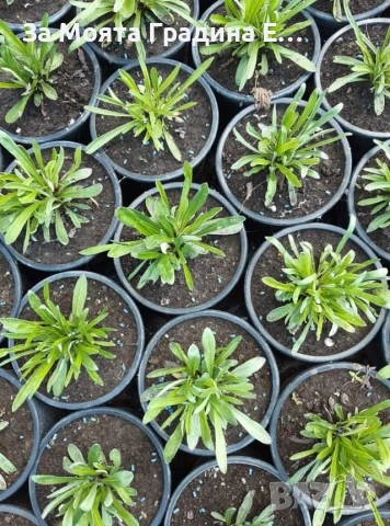 Еделвайс , снимка 6 - Градински цветя и растения - 54019896