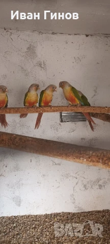 Продавам папагали. , снимка 8 - Папагали - 51294183