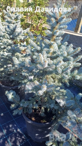 Сребрист смърч , снимка 8 - Градински цветя и растения - 52500093