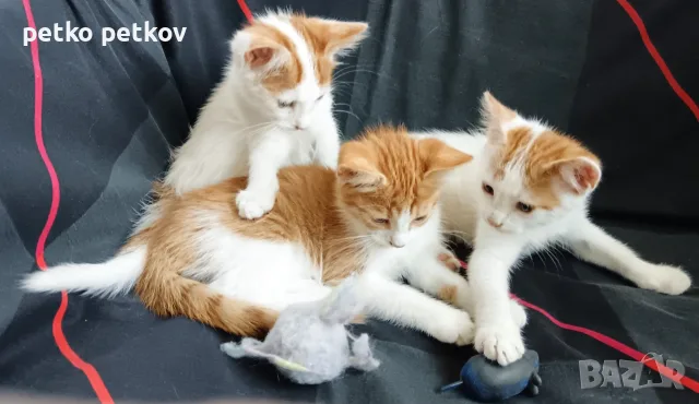 Подарявам малки котенца на три месеца