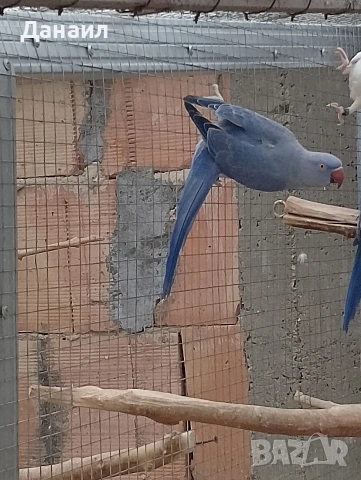 Малък Александър , снимка 5 - Папагали - 54121231