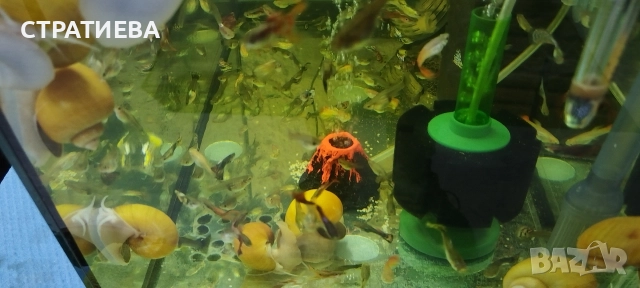 Гупи отглеждани в домашни условия., снимка 15 - Рибки - 50004944