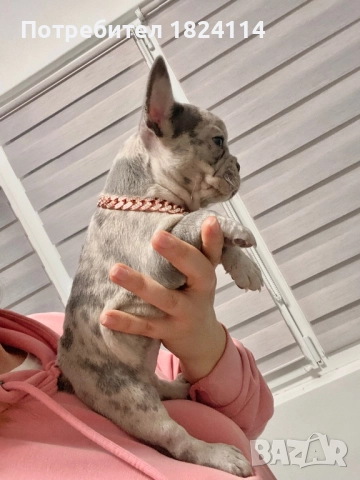 Френски булдог бебе/french bulldog, снимка 3 - Френски булдог - 52840828