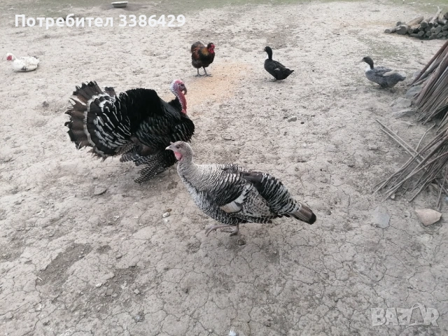 Пуйчета, яйца от неми патици, крякащи юрдечкияйца от пуйки и от декоративни кокошки, снимка 13 - Патици и гъски - 48423171