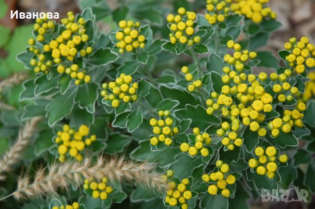 Аяния, снимка 3 - Градински цветя и растения - 30225837