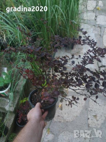 Берберис тунберги , снимка 9 - Градински цветя и растения - 27492734