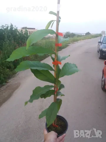 Asimina triloba, Асимина, Пау-пау, Индиански банан, снимка 11 - Разсади - 41973671