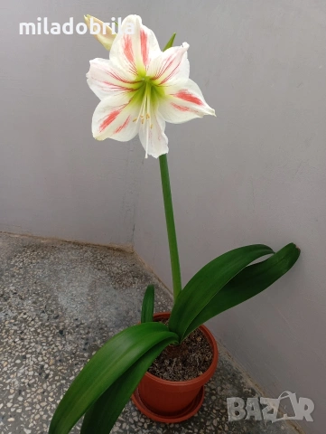 Амарилис/ рицарска звезда 