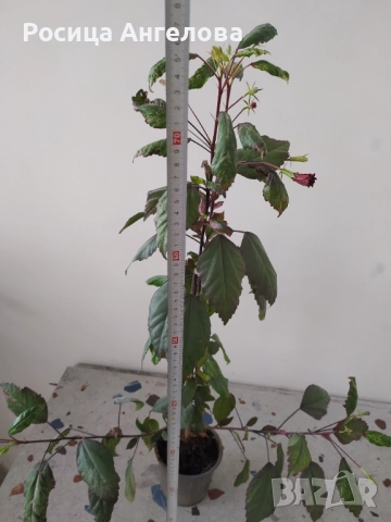 Пъстролистен хибискус , снимка 4 - Стайни растения - 52615277