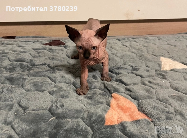 Котенца Канадски Сфинкс и Елф, снимка 6 - Сфинксове - 52495818