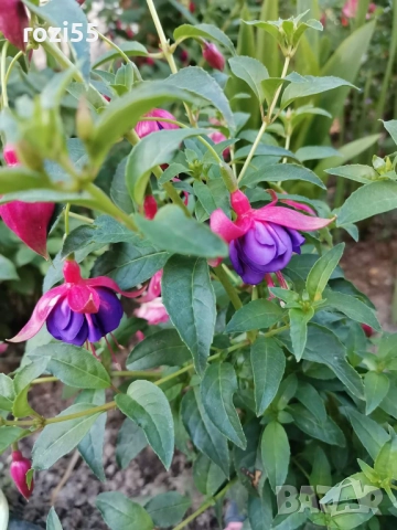 Не вкоренени резници от градинска фуксия, снимка 8 - Градински цветя и растения - 52544012