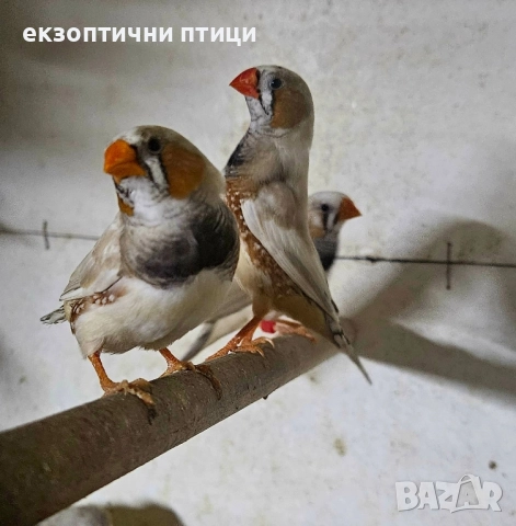 продавам зеброви Амадини 