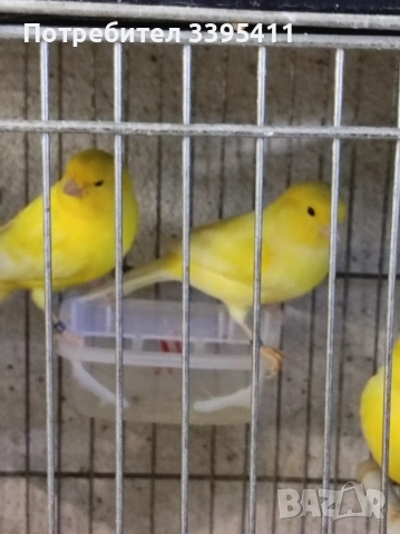 продавам цветни канари Жълти Червени Глостери и Венецуелски Скатии , снимка 4 - Канари - 52323560