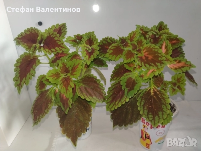 Стайни цветя- комплект от Копривка+Традесканция+Алое , снимка 2 - Стайни растения - 52732600