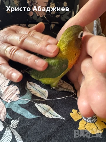 ръчни неразделки, снимка 6 - Папагали - 50866658