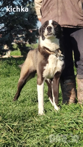 Средноазиатска овчарка - Алабай, снимка 5 - Средноазиатска овчарка - 52775561