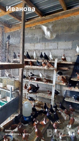 Гълъби декорация и д-р